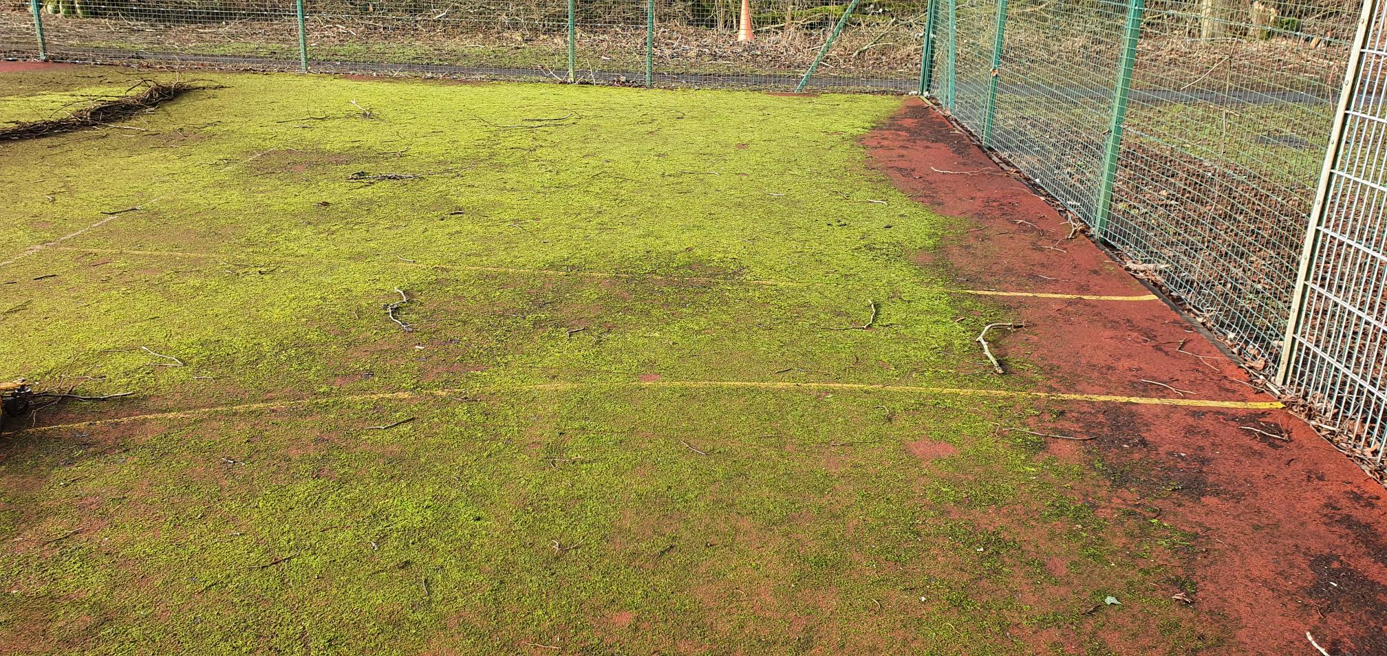 moss covered sports court